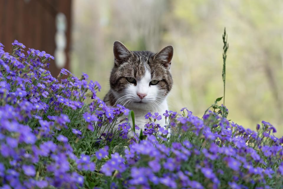 Animals