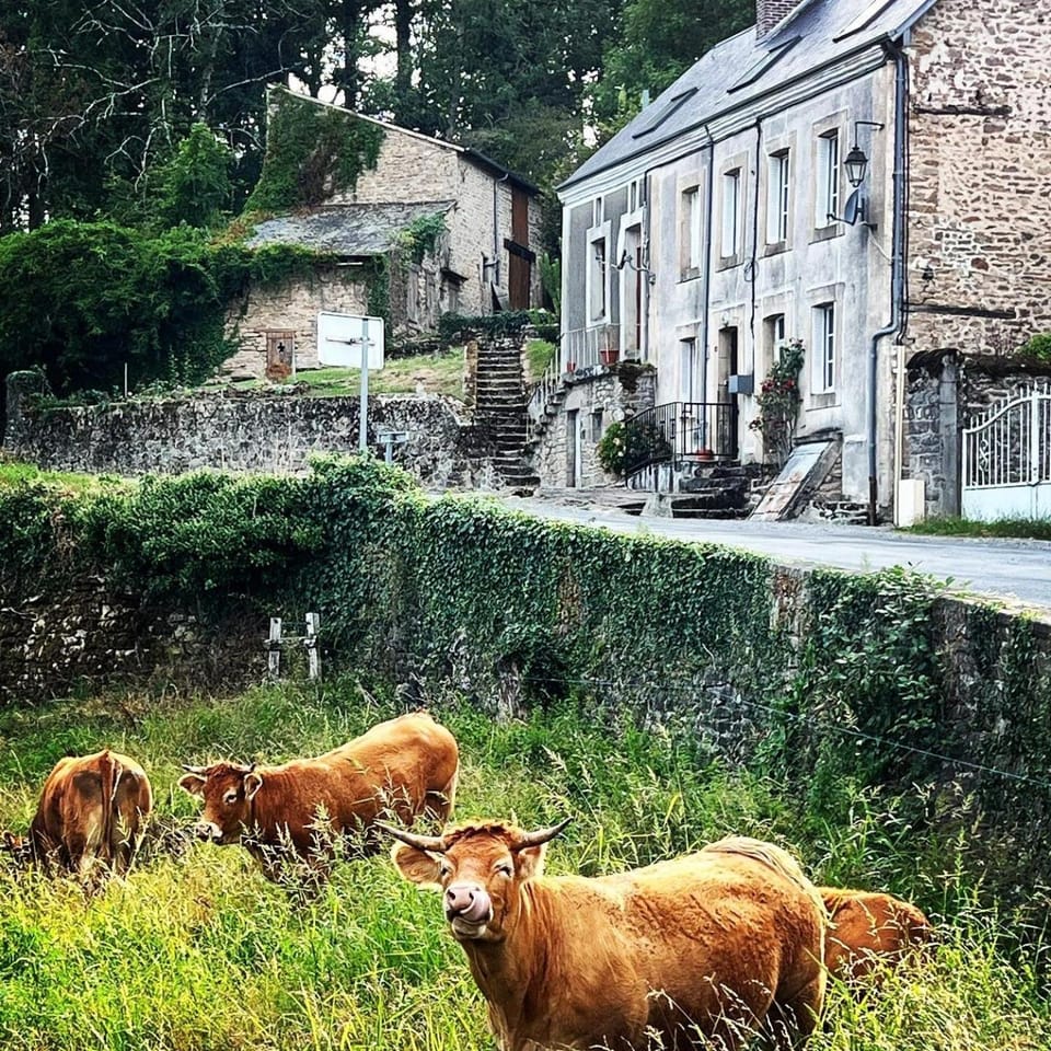 Property building, Day, Animals