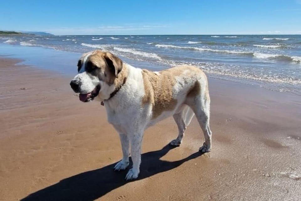 Peaceful Countryside Retreat near Beach/Lakes House in Copeland District