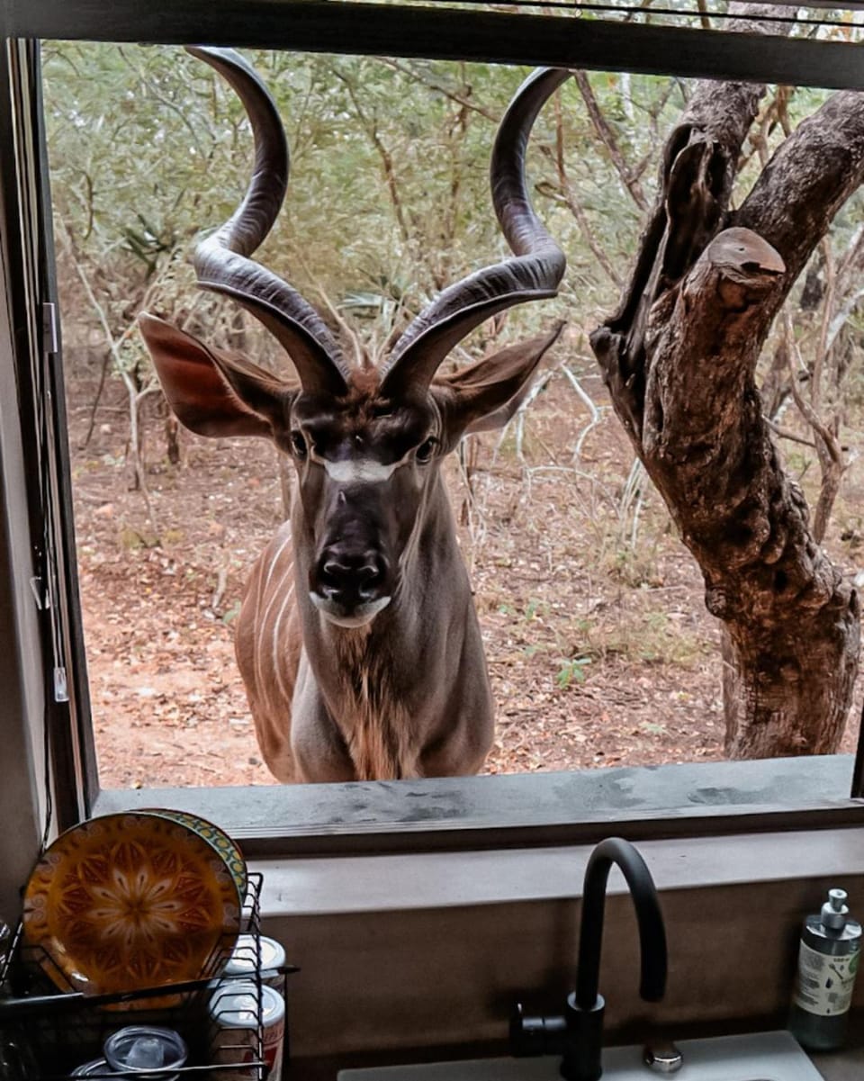 Animals, kitchen