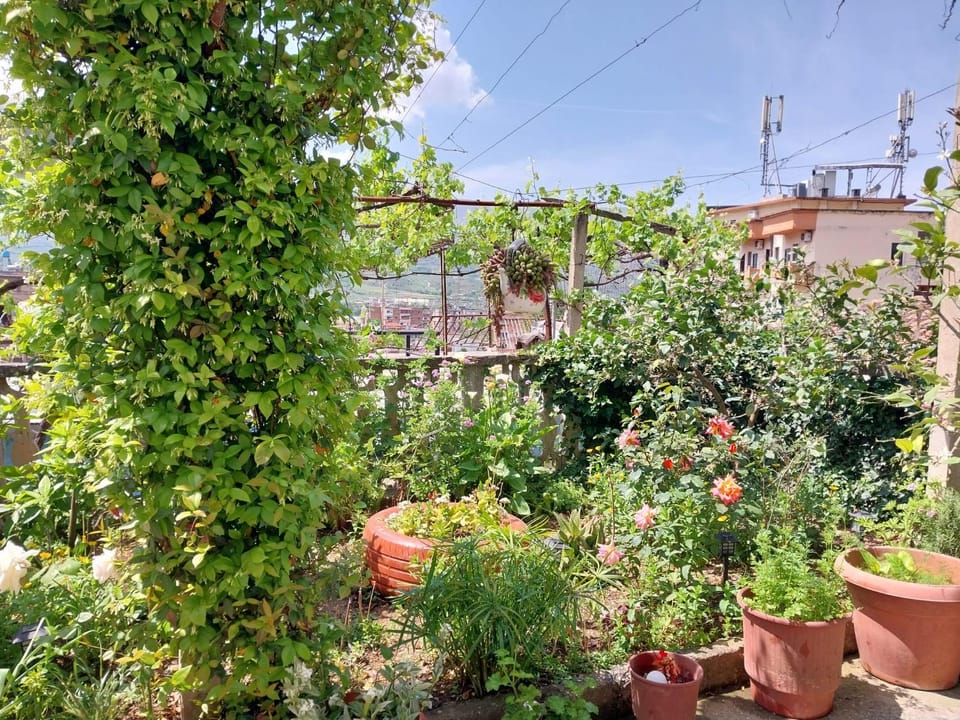 Garden view