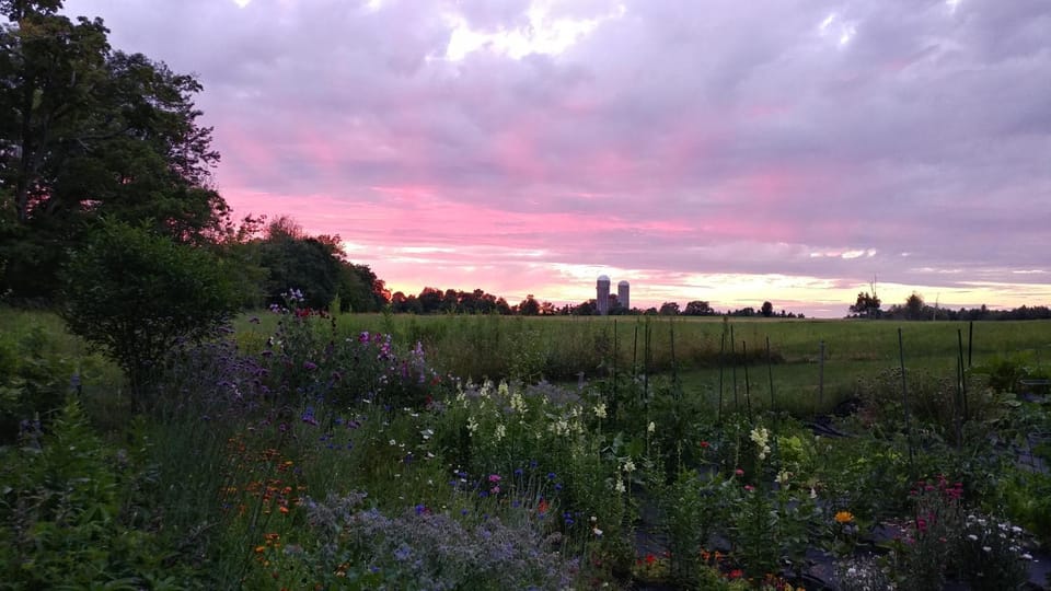 Natural landscape, Garden, Garden view