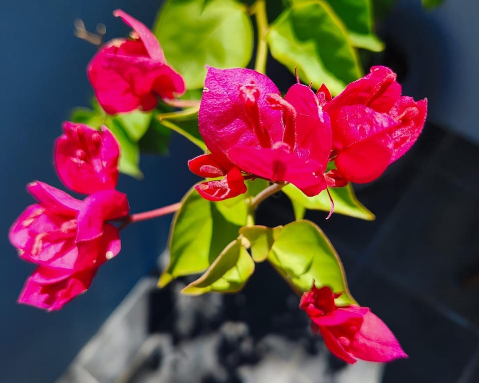Spring, Day, Garden, Garden