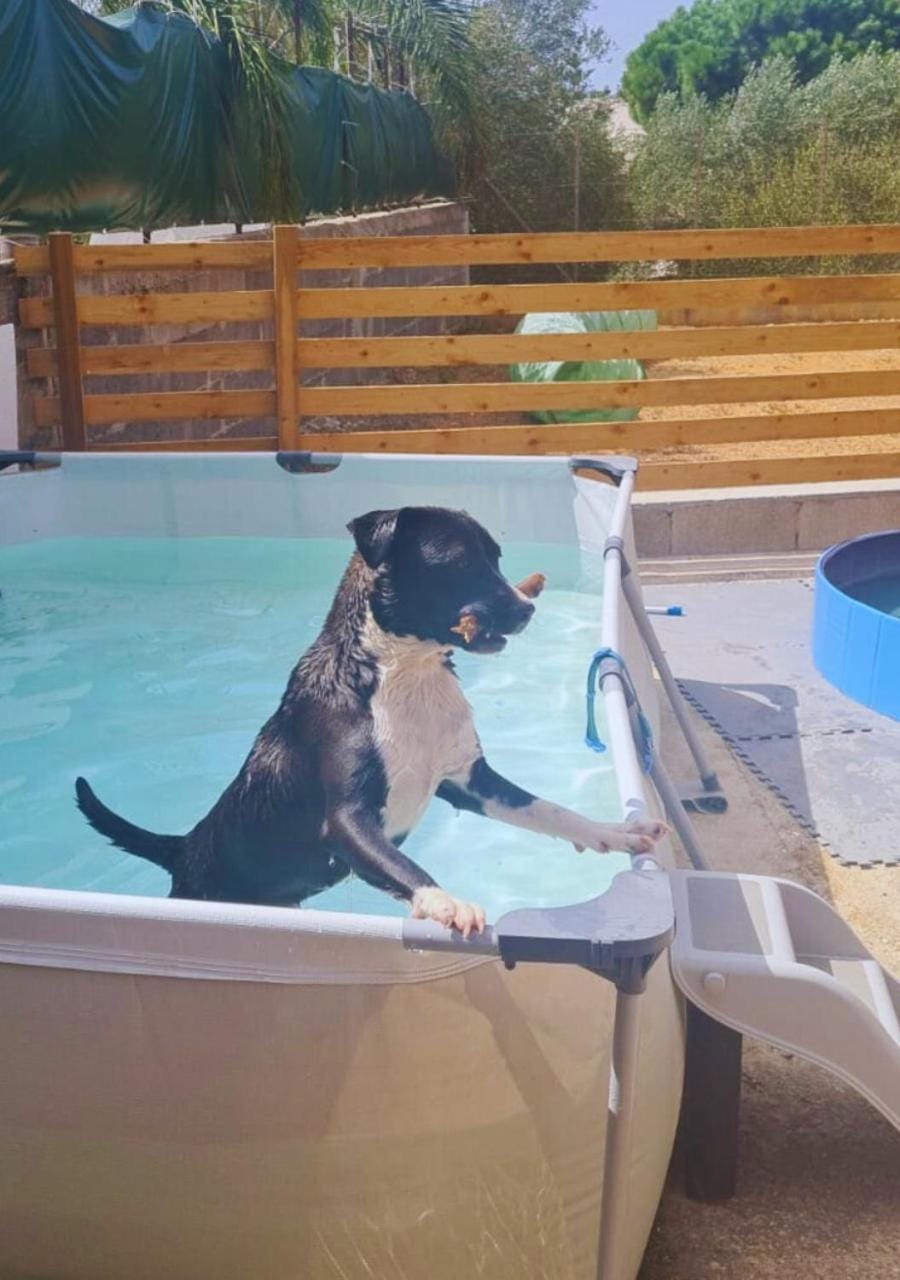 Pets, Pool view, Swimming pool, pet friendly