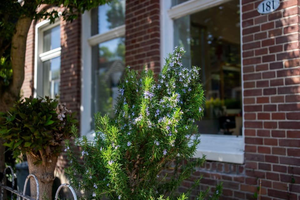 Property building, Spring, Garden view