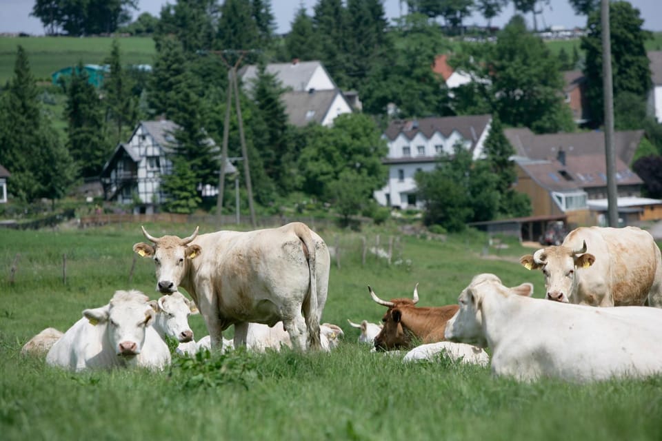 Animals