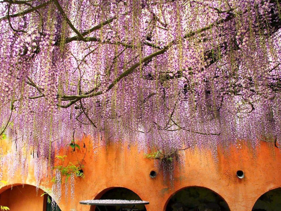 Spring, Day, Garden, Garden view