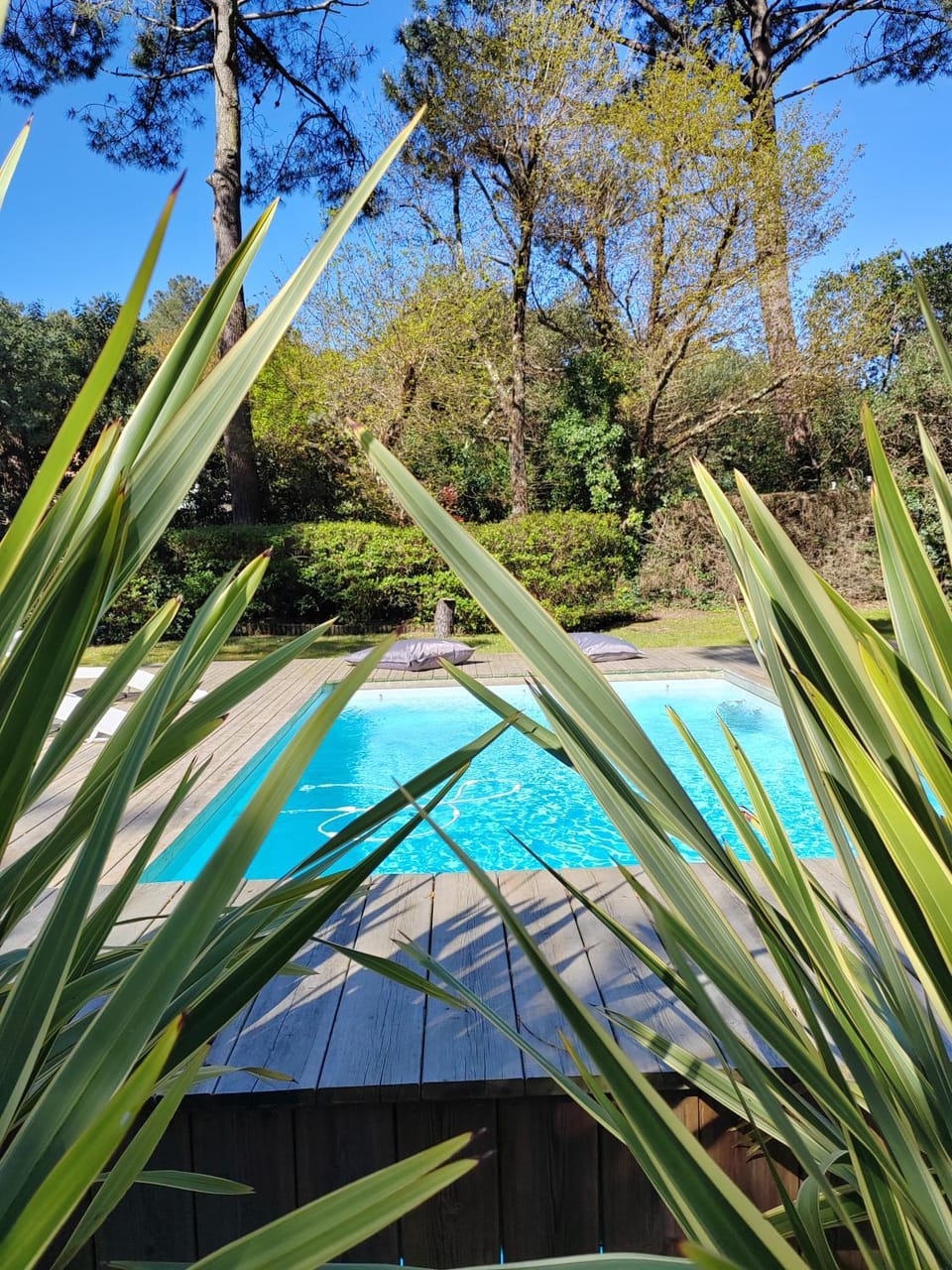 Spring, Day, Garden, Garden view, Pool view, Swimming pool, sunbed