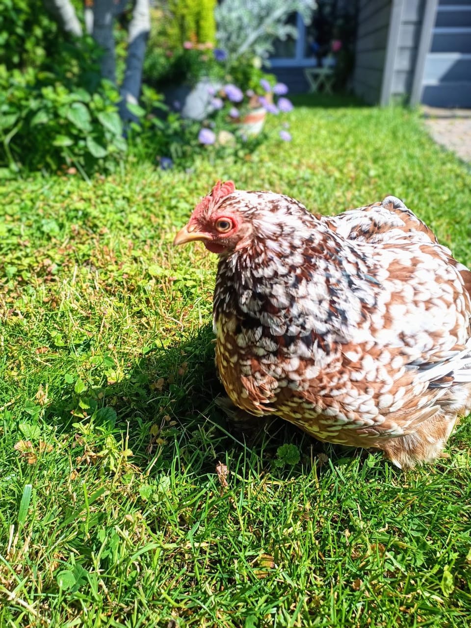 Day, Garden, Animals, Garden view