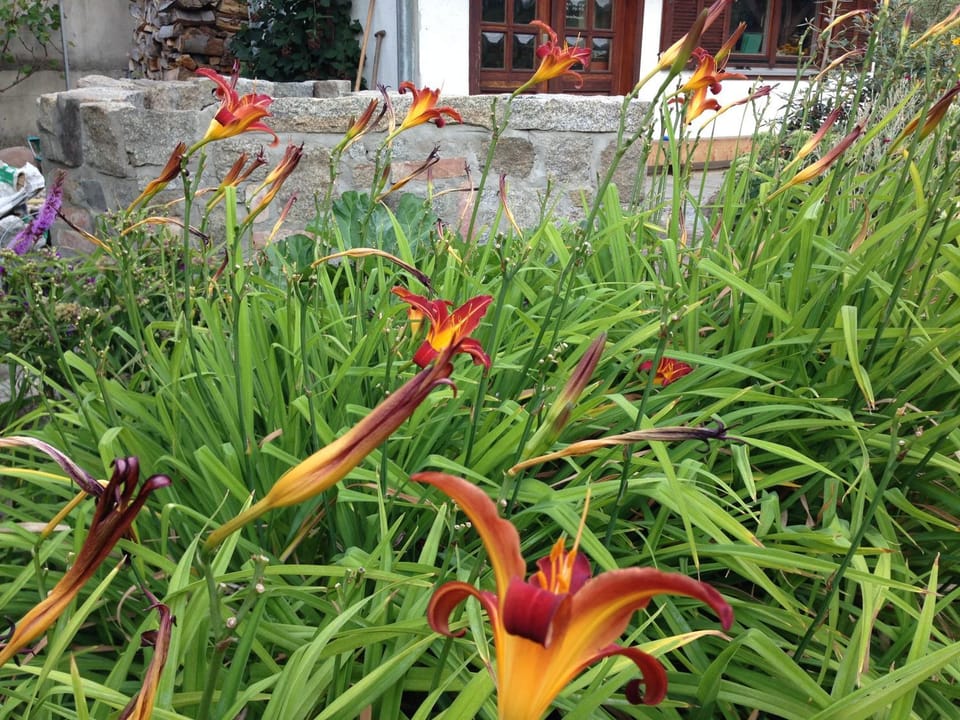 Garden view