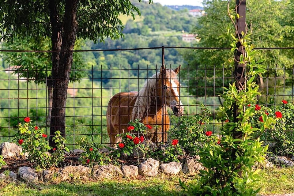 Agriturismo il Porcellino Farm Stay in Veneto