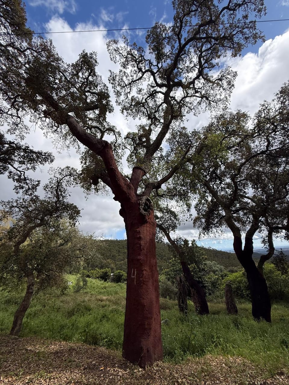 Natural landscape
