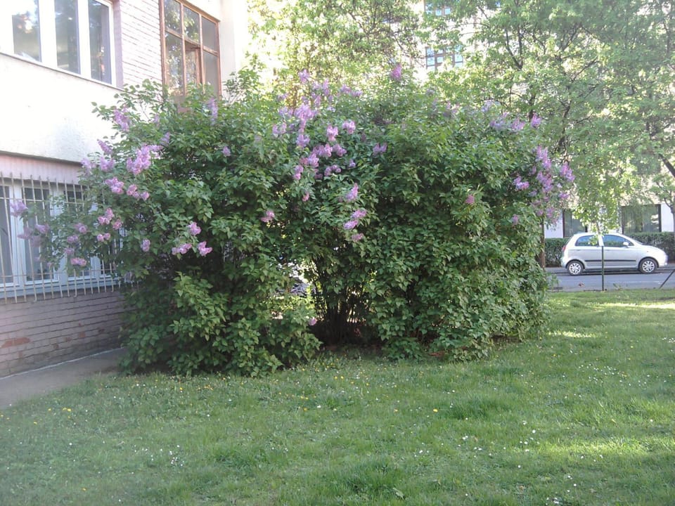 Belvárosi Studio Apartman Apartment in Hungary
