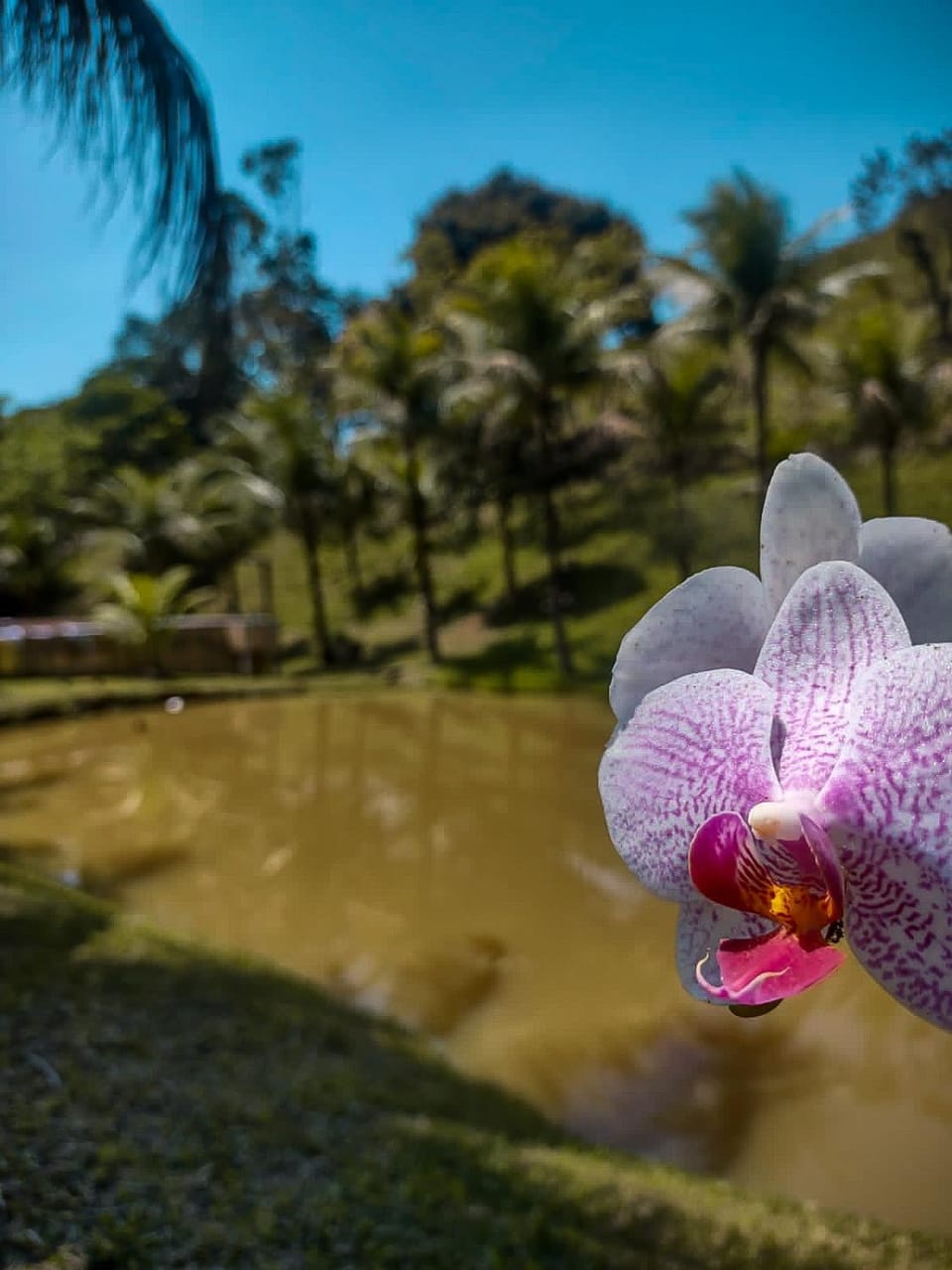 Sítio Bosque das Palmeiras House in Cachoeiras de Macacu