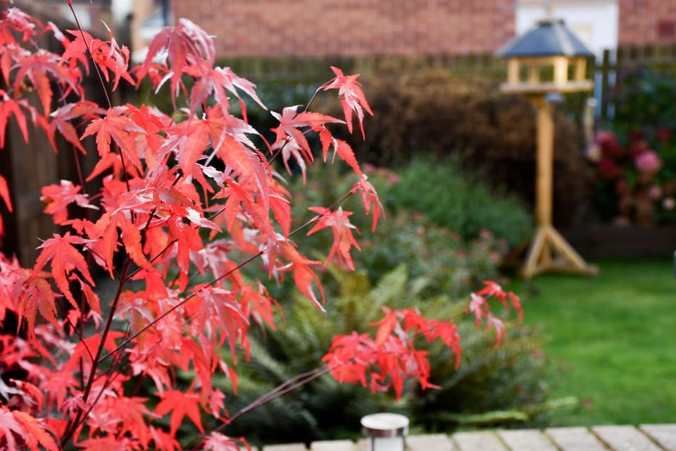 Day, Garden