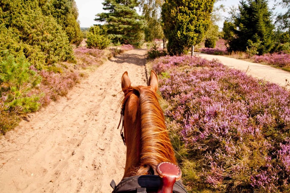 Summer, Horse-riding, Hiking, Animals