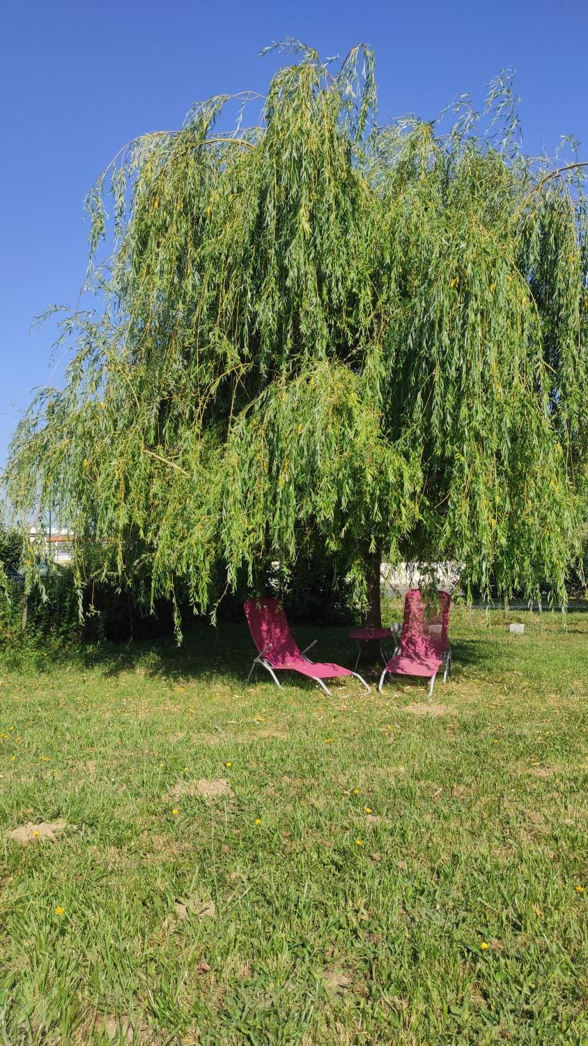 Property building, Garden, Garden view, sunbed