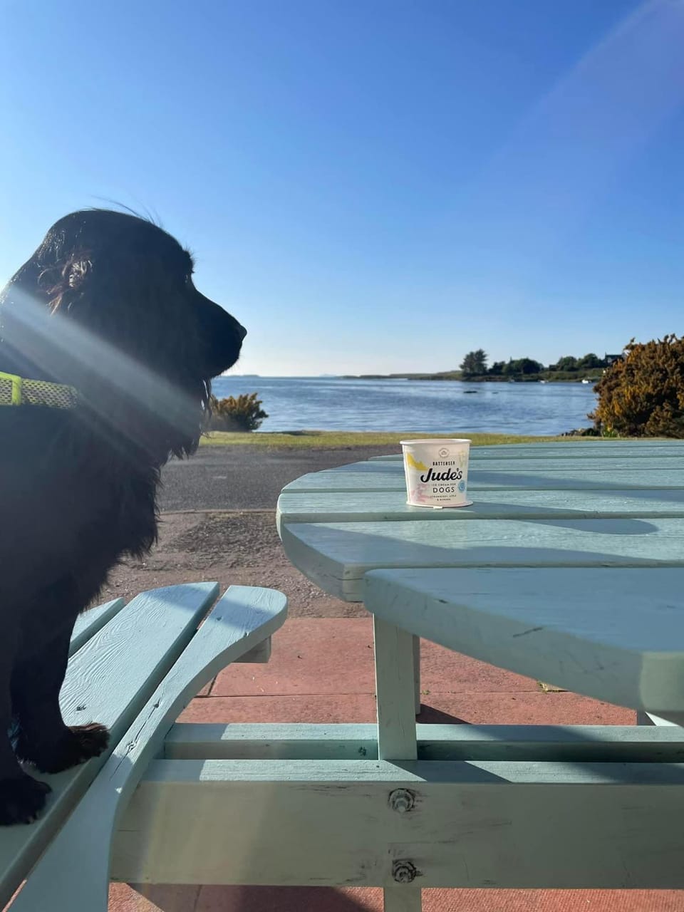 Pets, Sea view