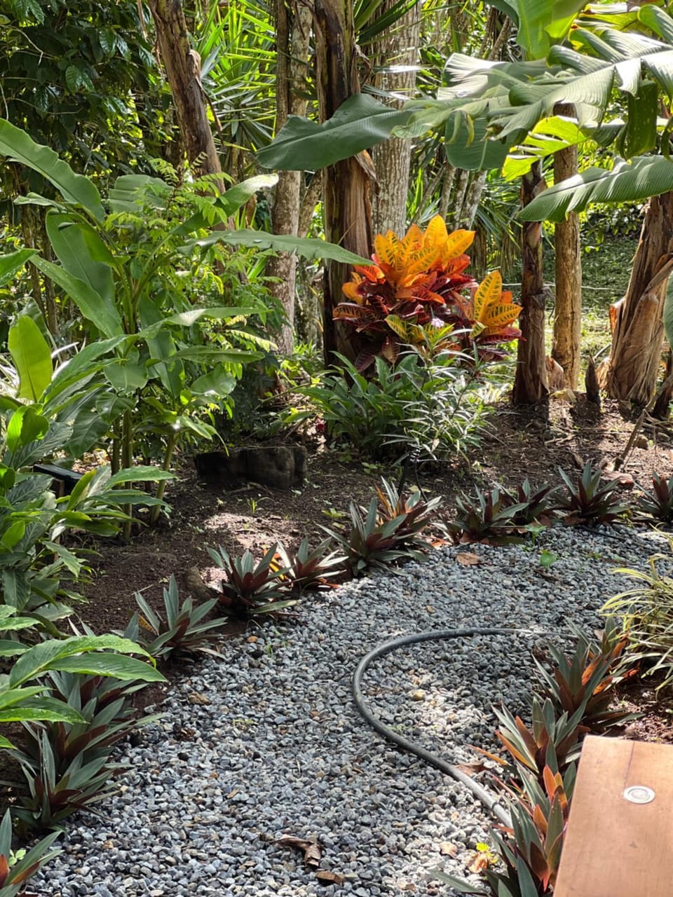 Garden view