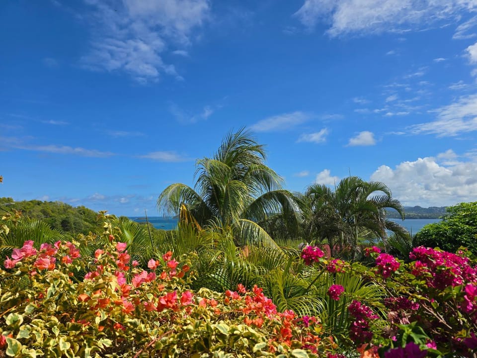 Natural landscape, Garden, Garden view, Sea view