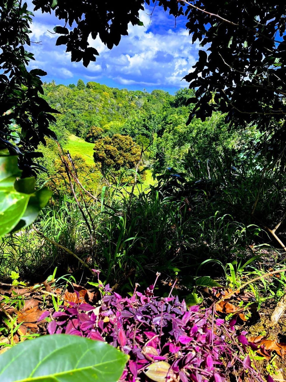 Garden view