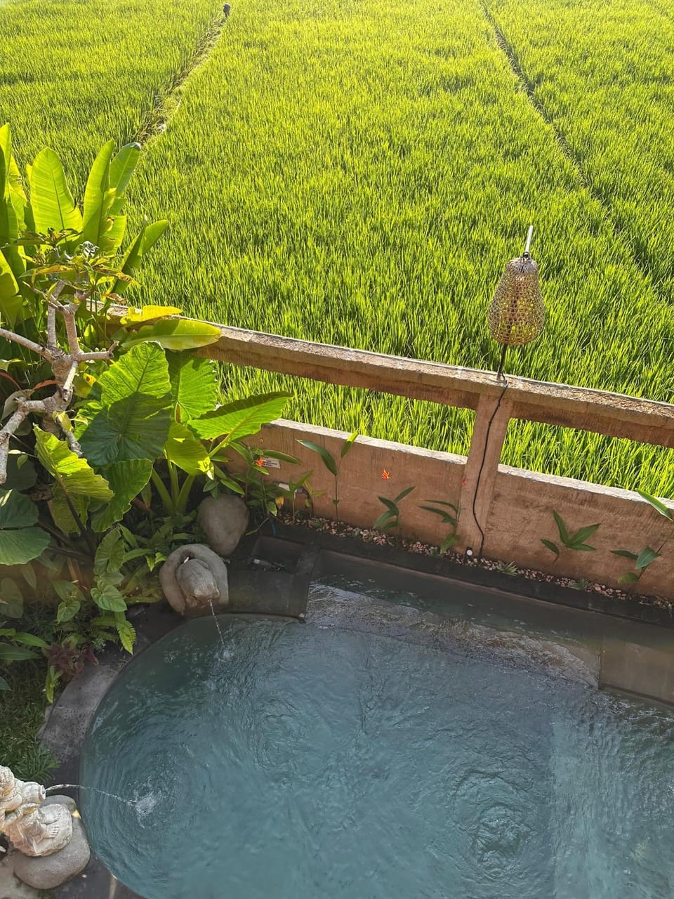 Natural landscape, Garden, Garden view, Pool view, Swimming pool