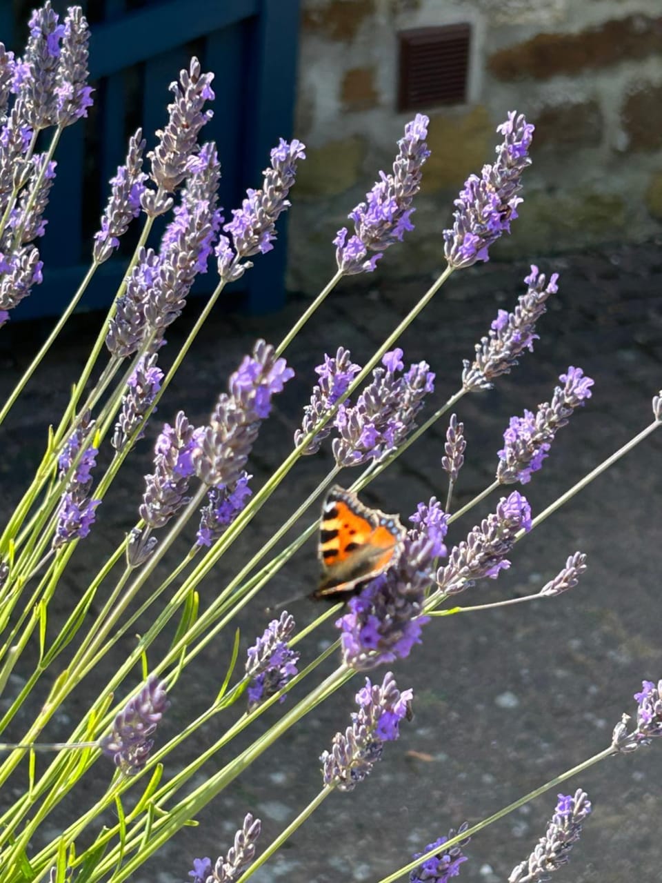 Twattleton Cottage Kilburn Yorkshire - Beautiful views House in Borough of Harrogate