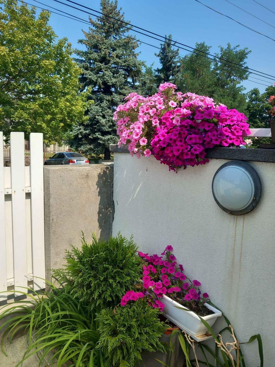 Summer, Garden