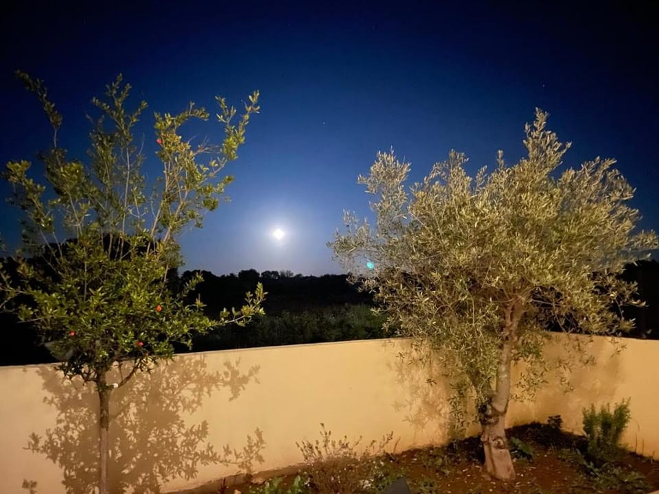 Night, Summer, Garden