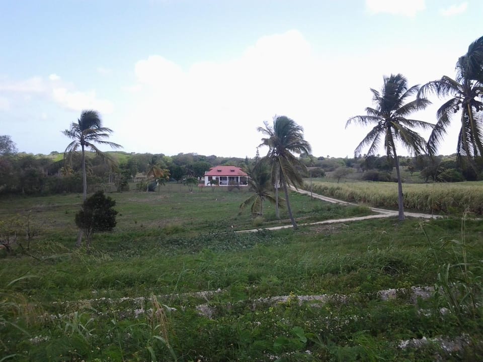 Natural landscape, Garden, Garden view