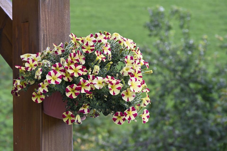 Day, Garden view