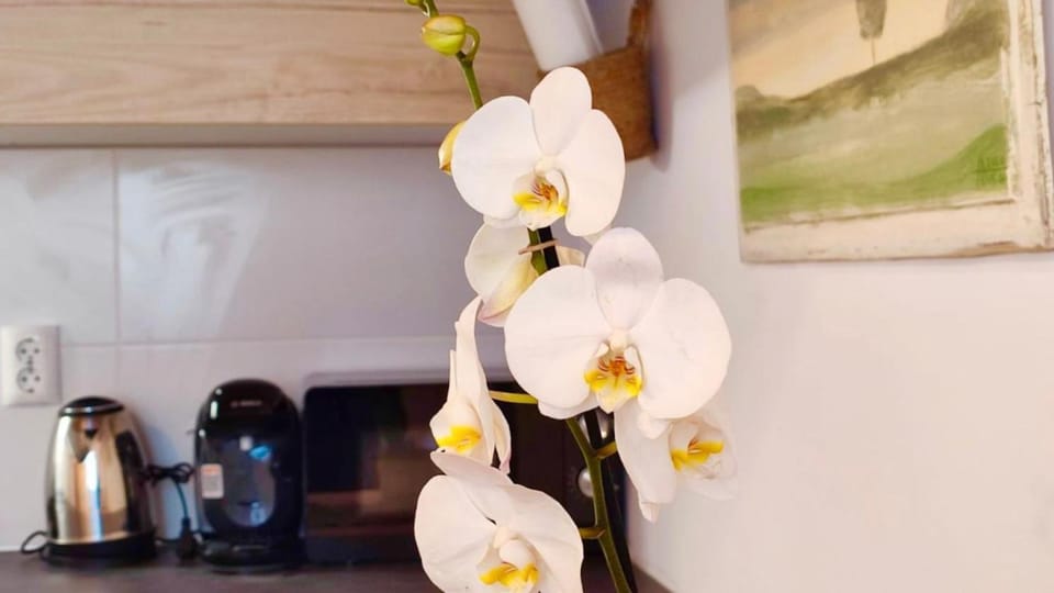 Eroilor Art Studio Apartment in Cluj-Napoca