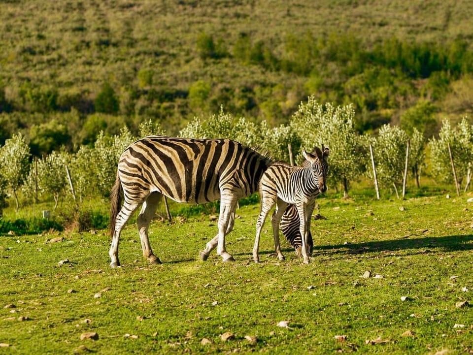 Bronze Grove Farm and Chalets Chalet in Western Cape