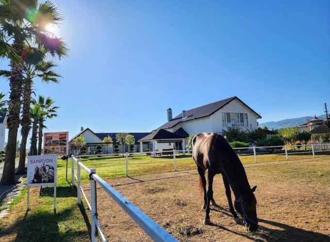 Day, Natural landscape, Horse-riding, Horse-riding, Animals