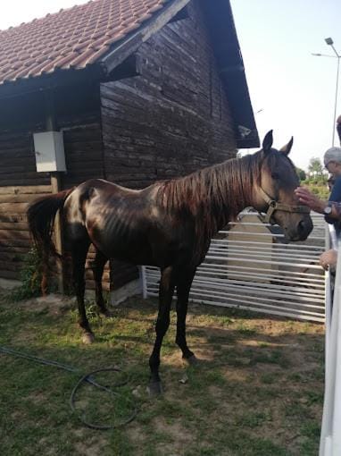 Horse-riding