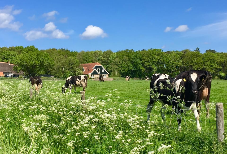 Property building, Spring, Day, Natural landscape, Other, Decorative detail, On site, Pets