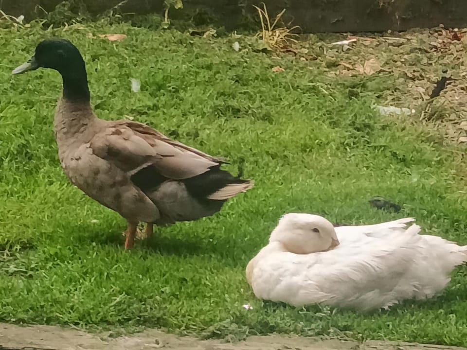 Birdhill Farmhouse House in County Limerick