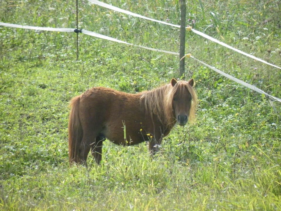 Animals