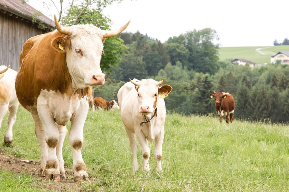 Day, Animals