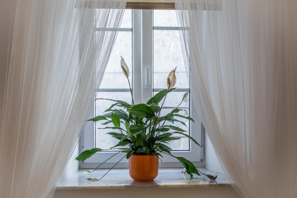 View (from property/room), Decorative detail