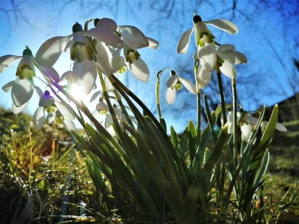 Spring, Garden