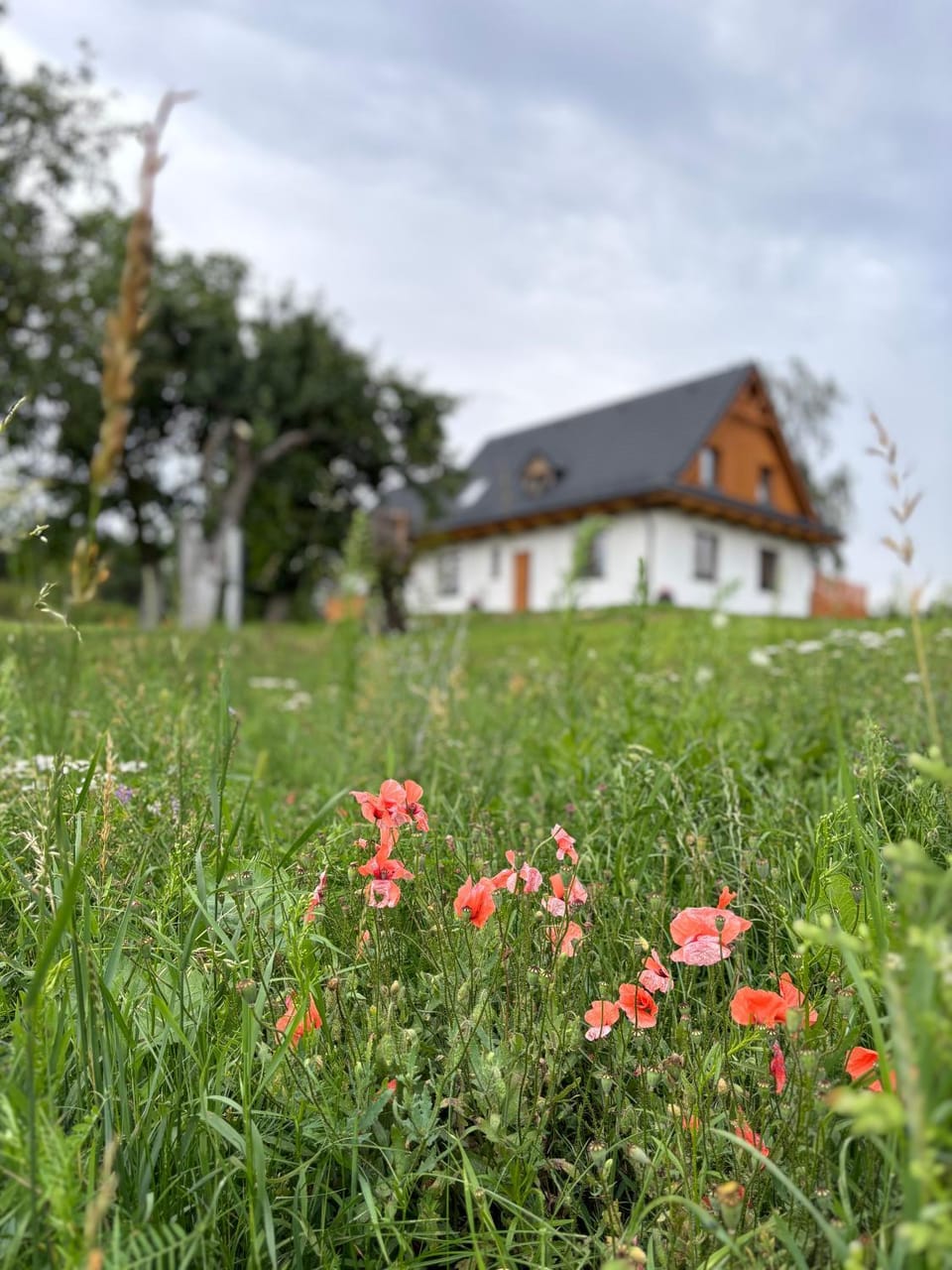 Property building, Natural landscape, Garden