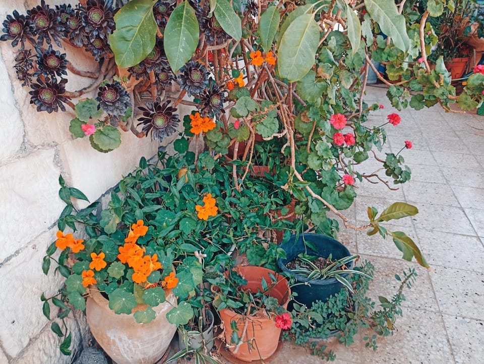 Garden