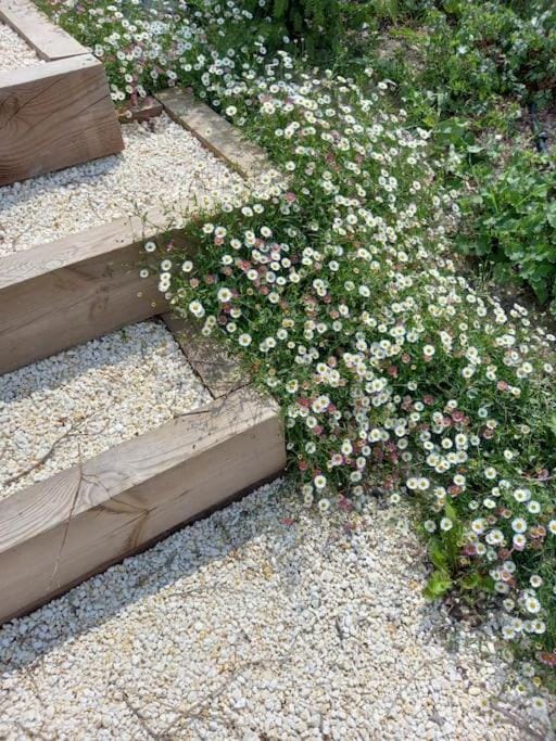Spring, Day, Garden, Garden view