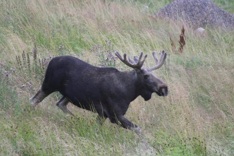 Animals