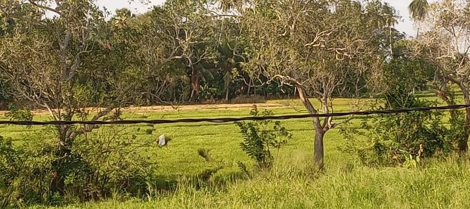 Natural landscape