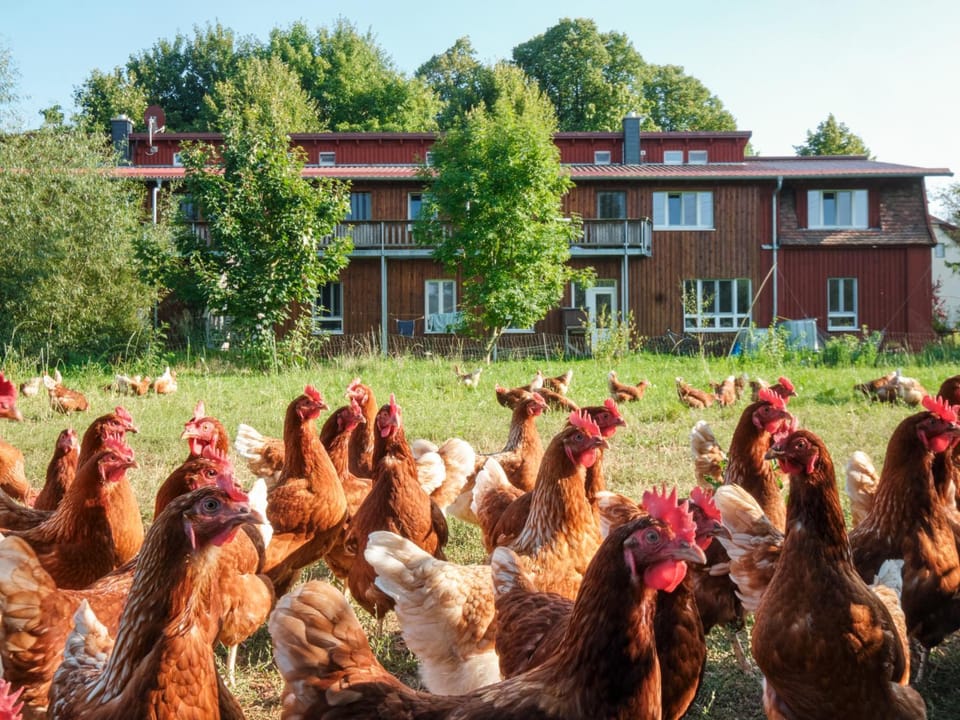 Property building, Animals