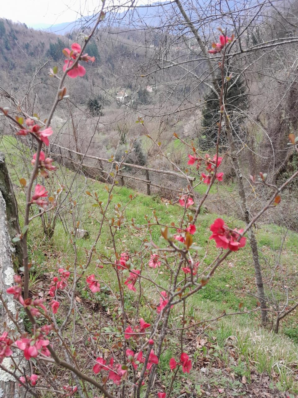 Natural landscape, Garden view, Mountain view