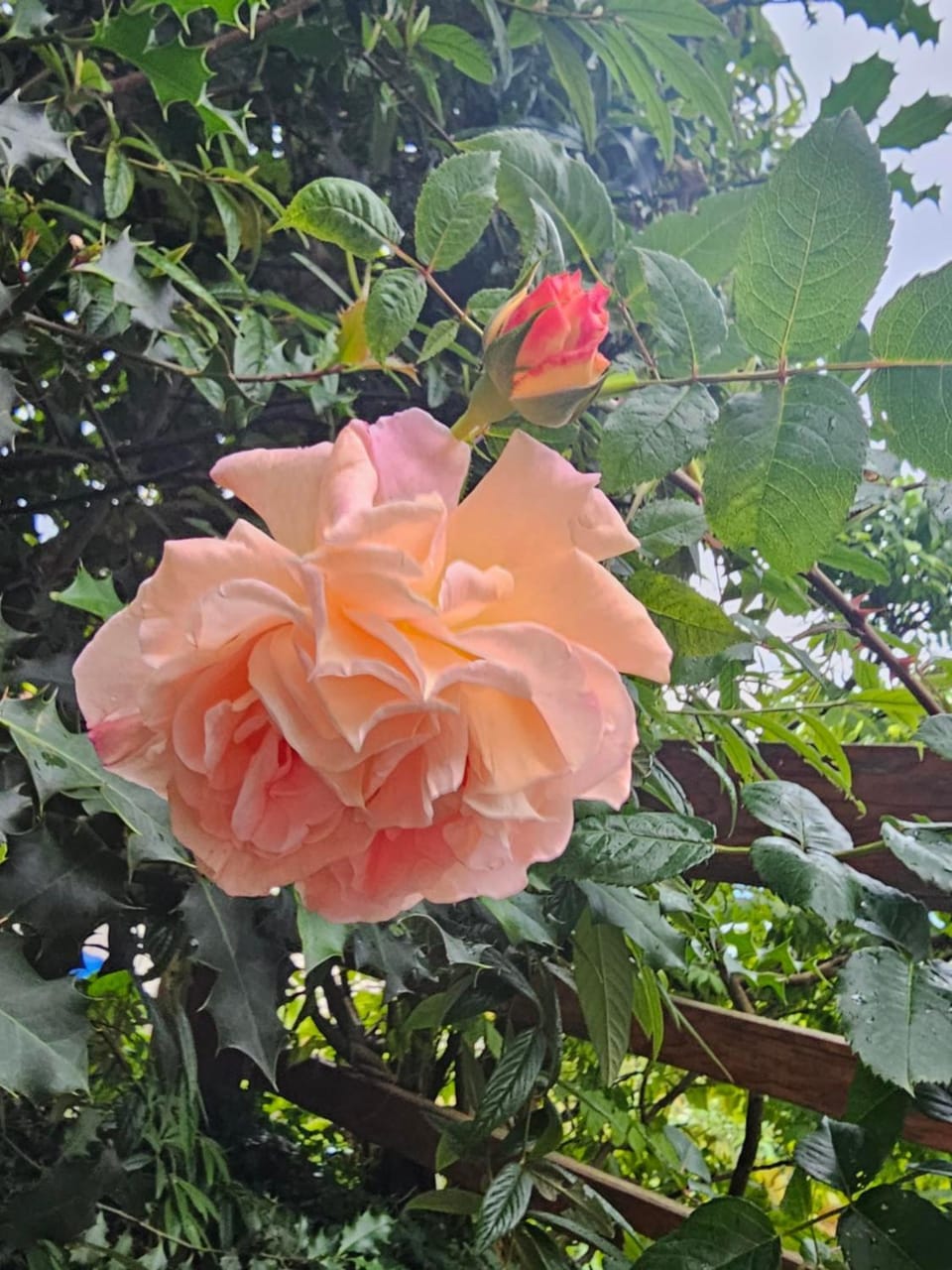 Property building, Garden, Garden view