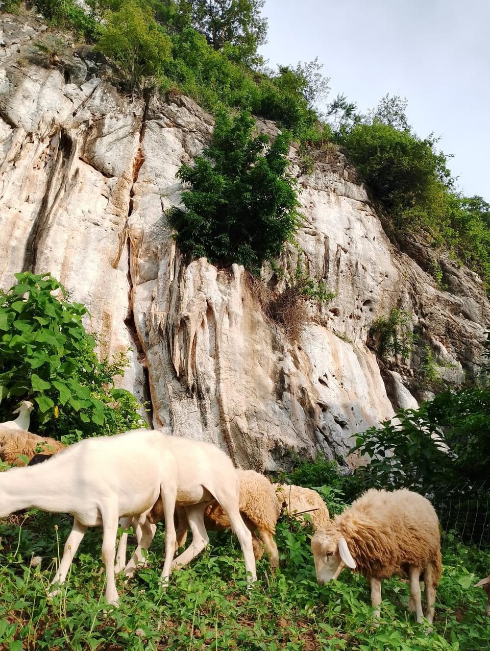 Animals